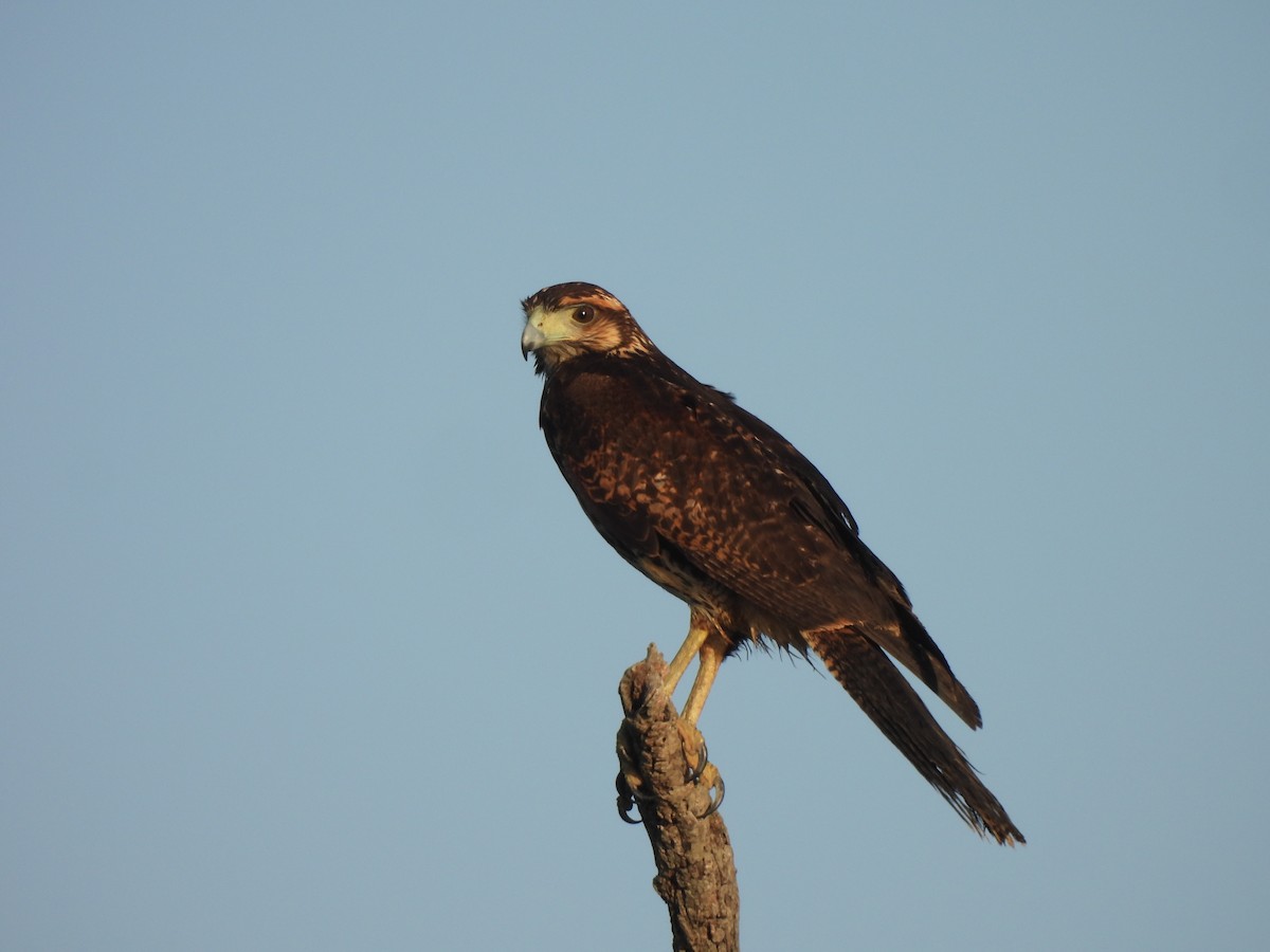 Kızıl Yengeç Şahini - ML646545300