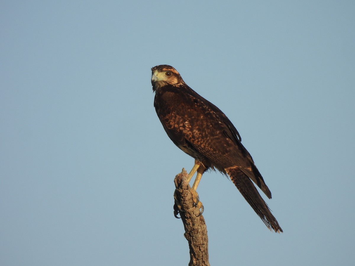 Kızıl Yengeç Şahini - ML646545301