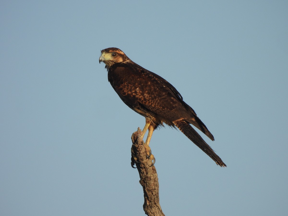 Kızıl Yengeç Şahini - ML646545302