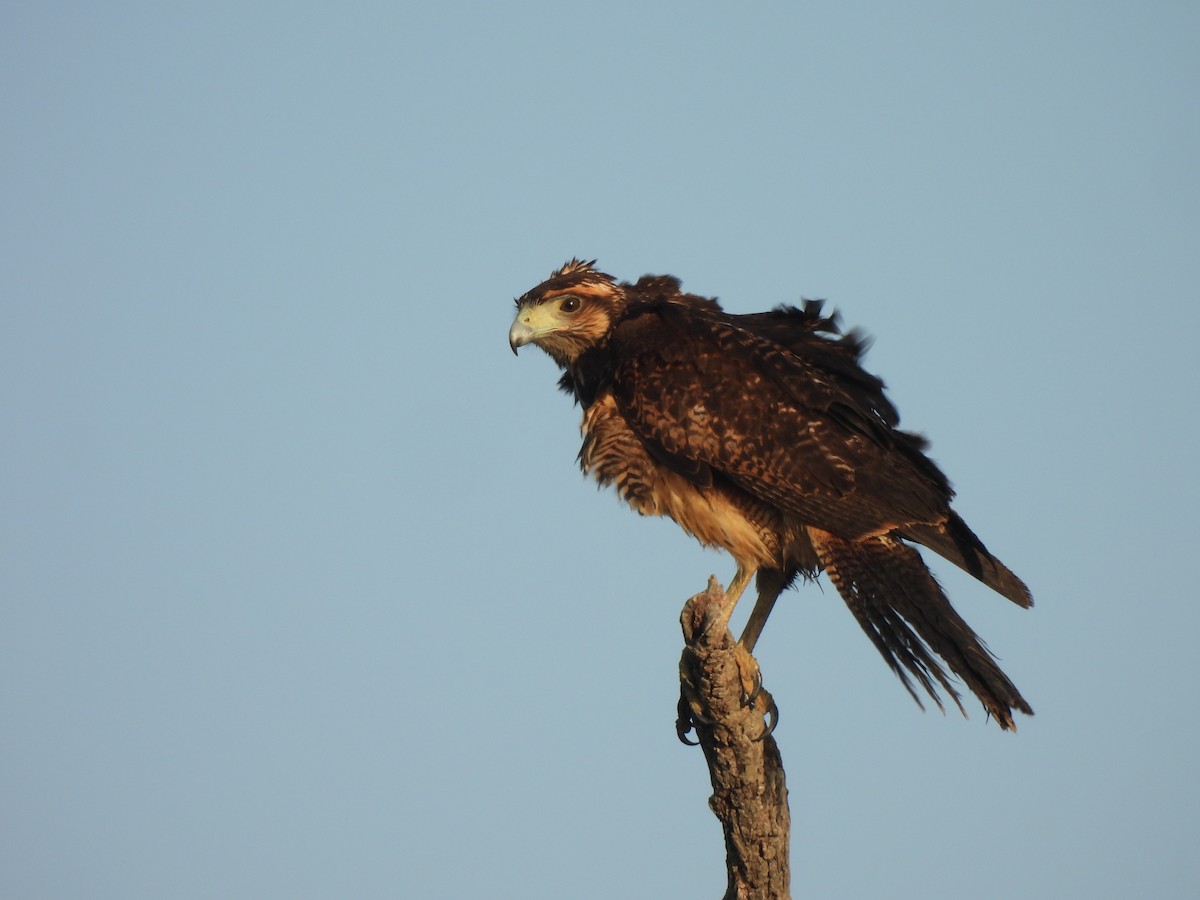 Kızıl Yengeç Şahini - ML646545303