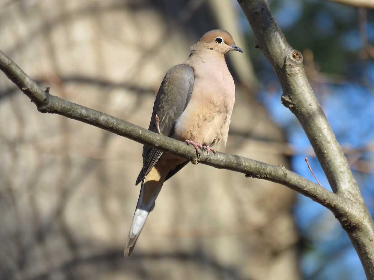 Zenaida Huilota - ML646545304