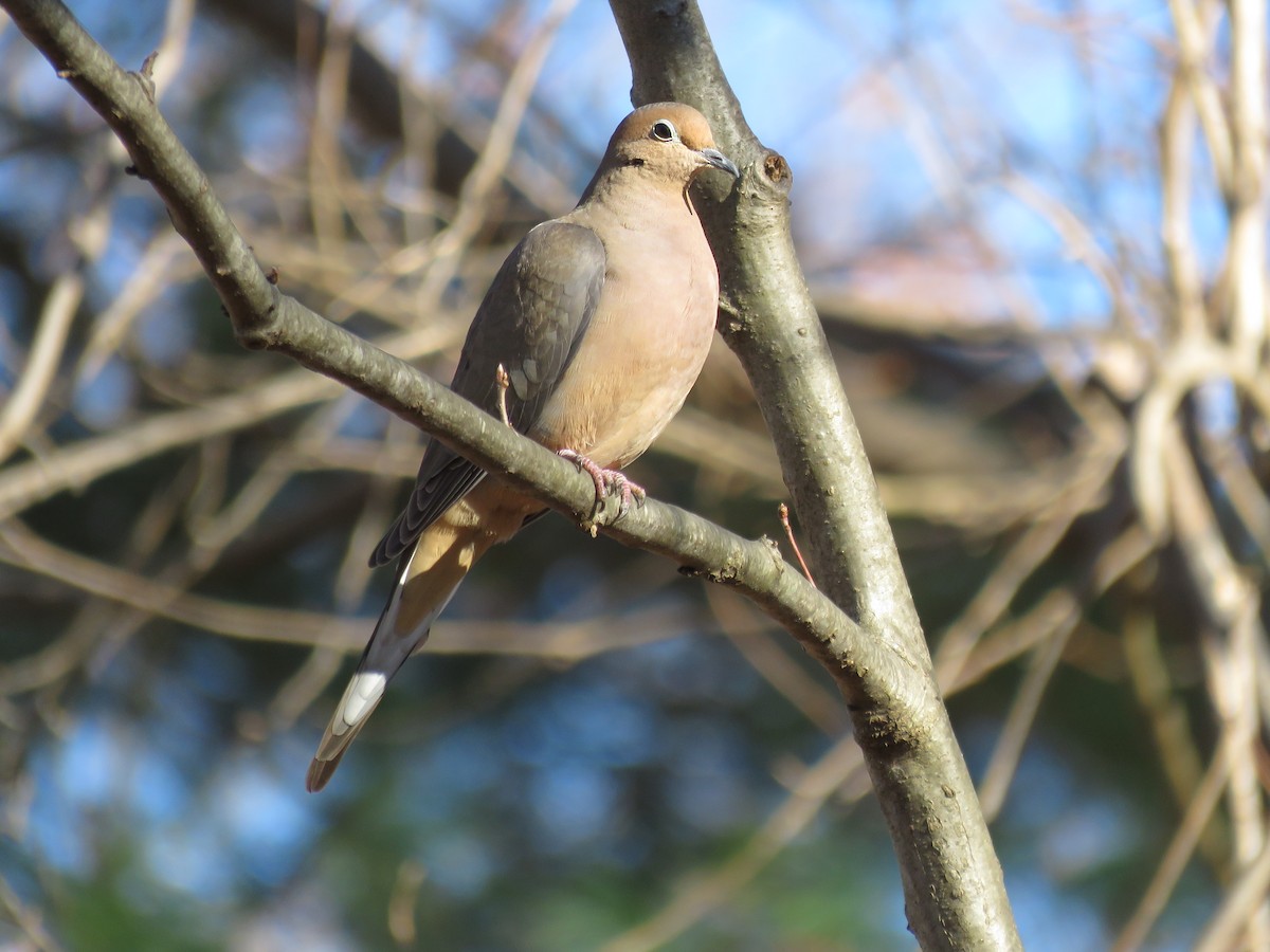 Zenaida Huilota - ML646545307