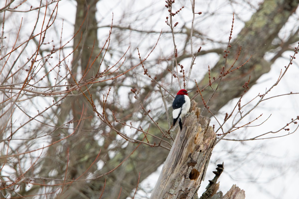 Red-headed Woodpecker - ML646545308