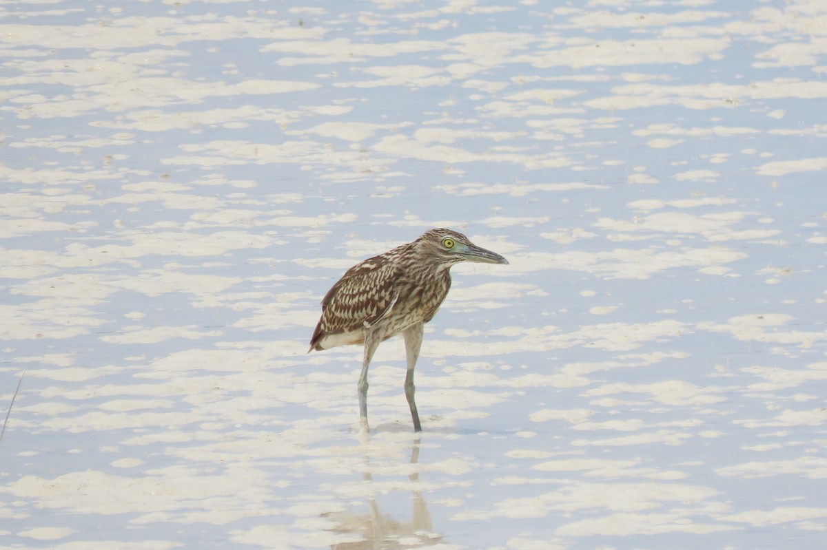 Nankeen Night Heron - ML646545313