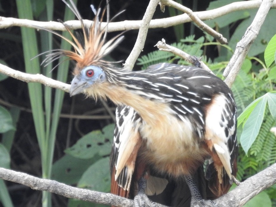 Hoatzin - ML646545314