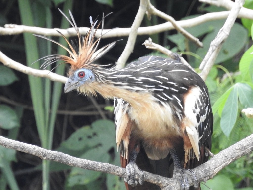 Hoatzin - ML646545315