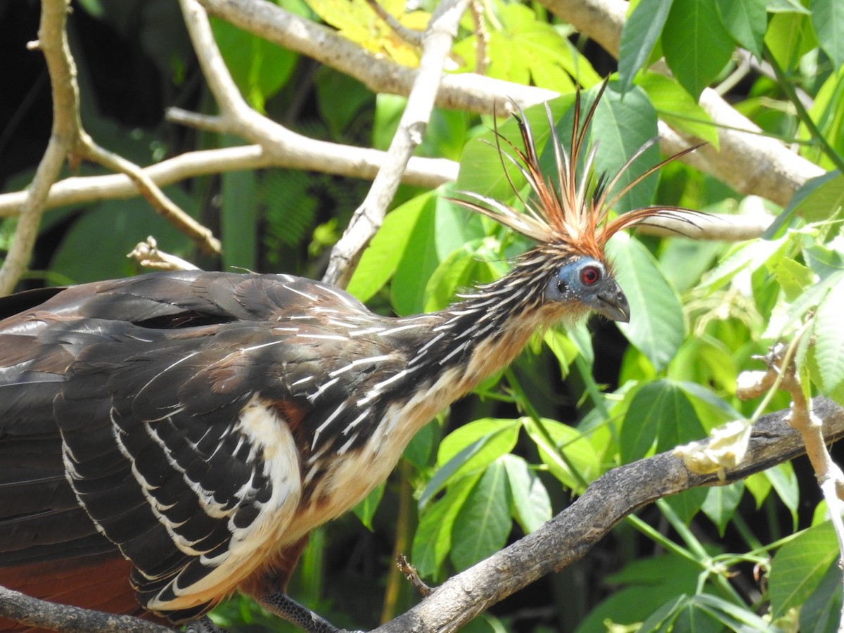 Hoatzin - ML646545316