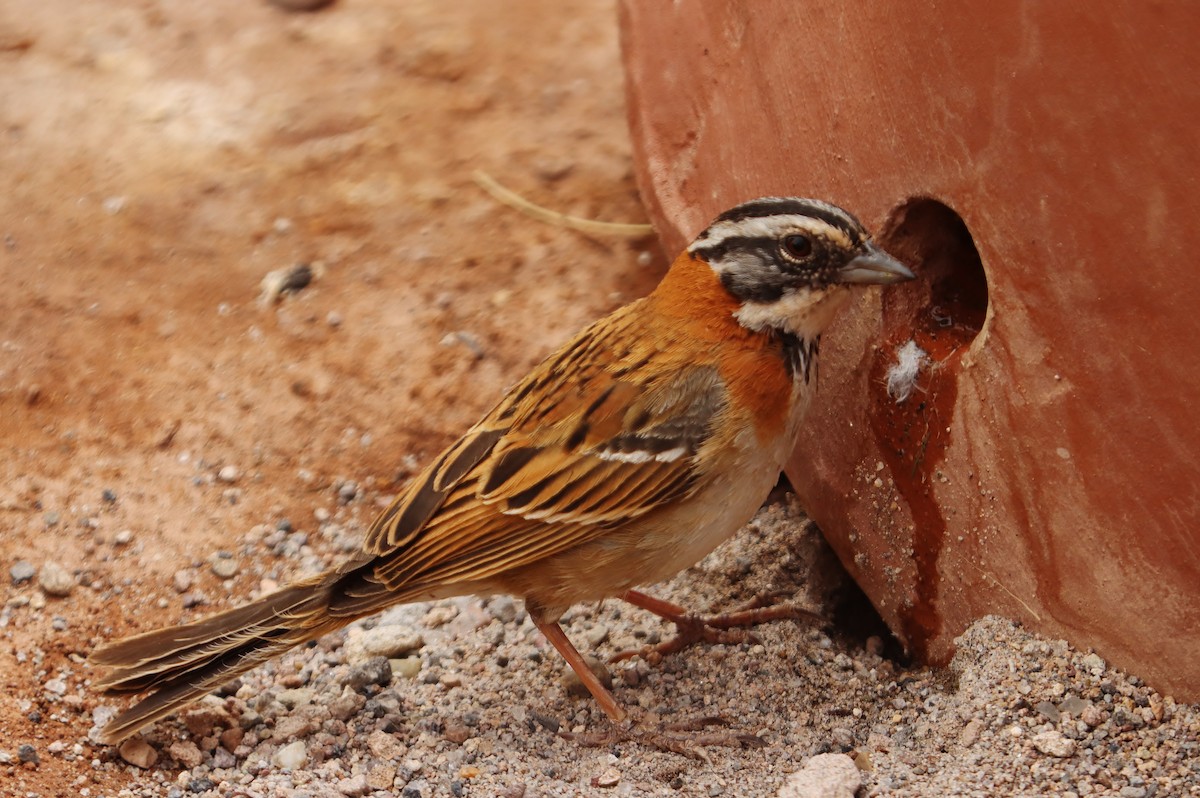 Rufous-collared Sparrow - ML646545317