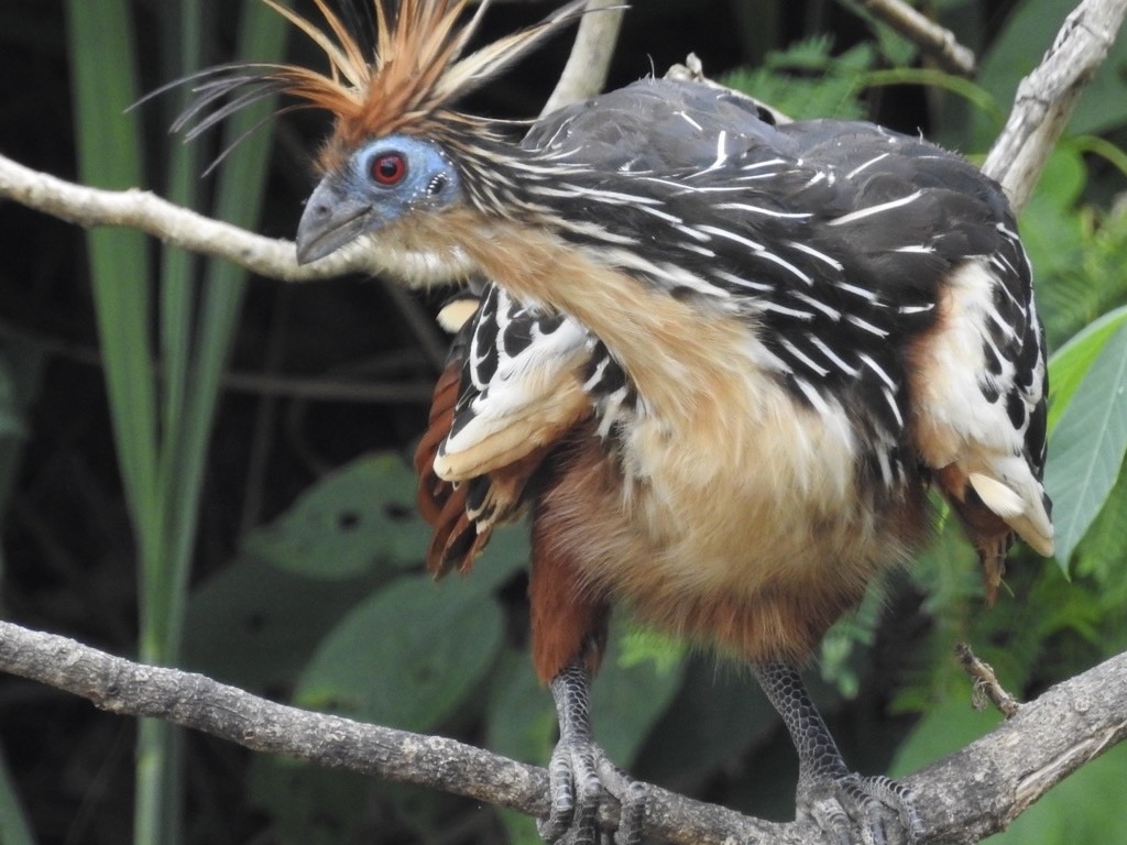 Hoatzin - ML646545318