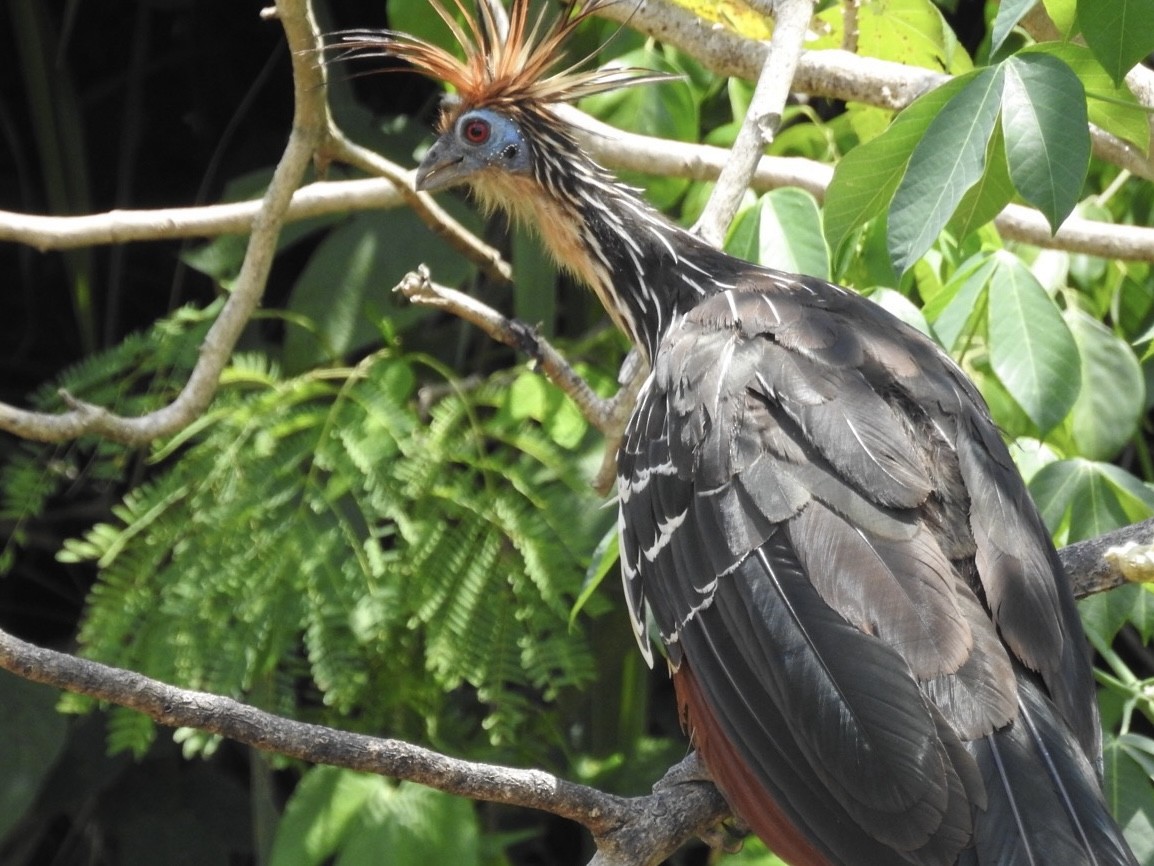 Hoatzin - ML646545319