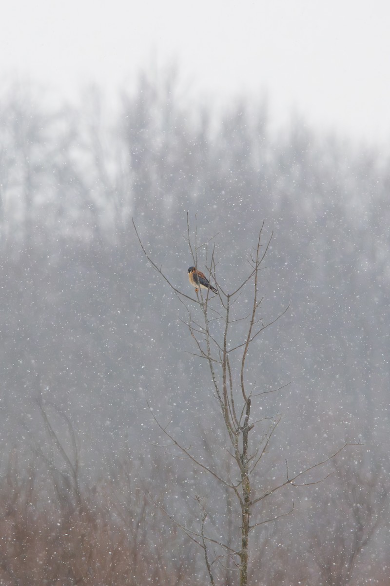 American Kestrel - ML646545323