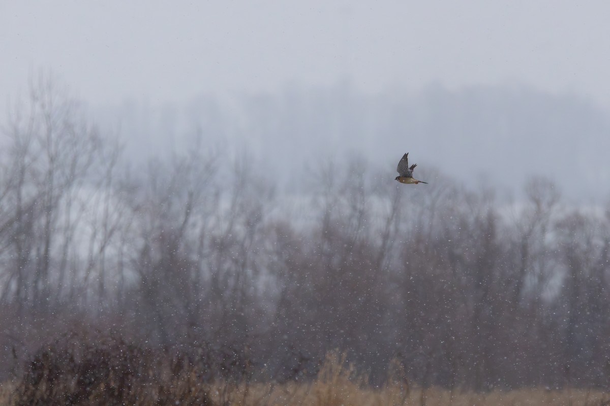 American Kestrel - ML646545324