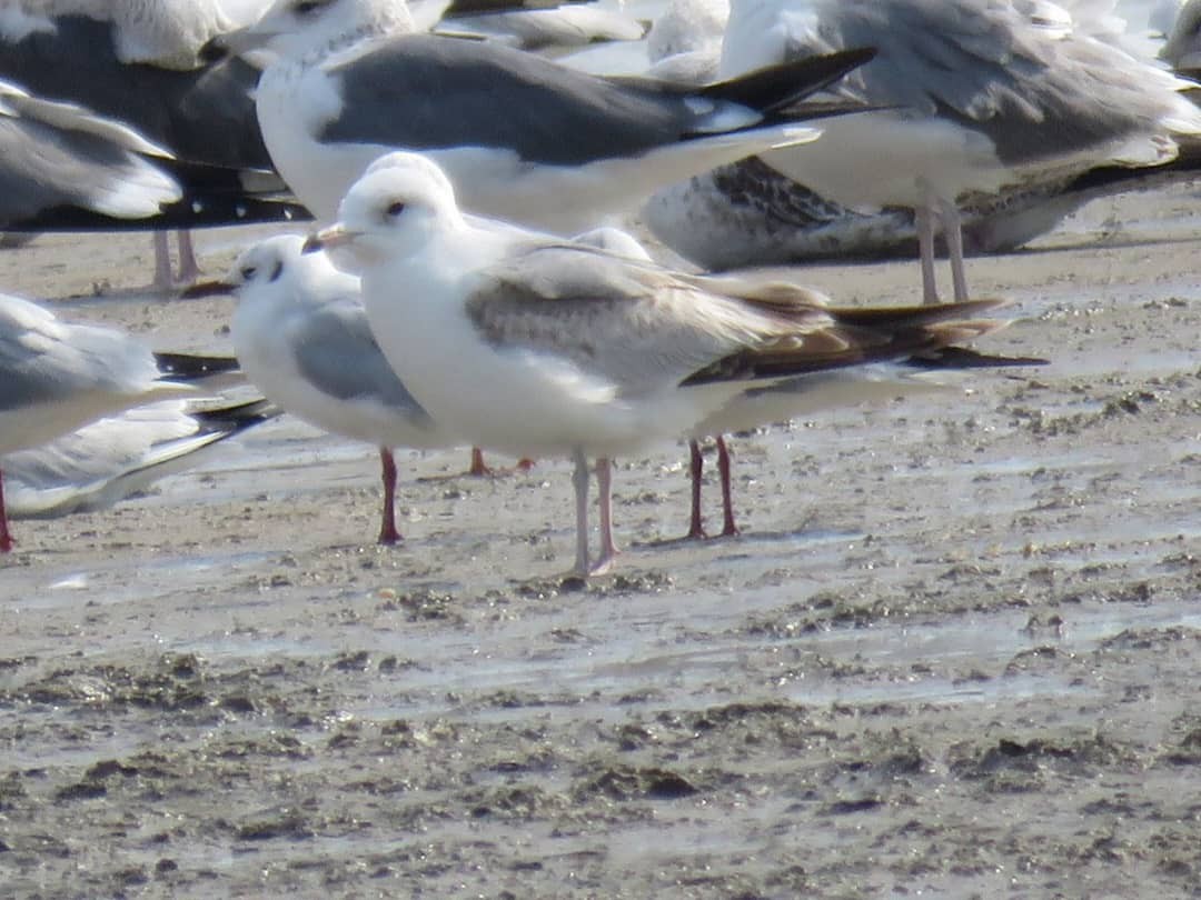 Common Gull - ML646545325