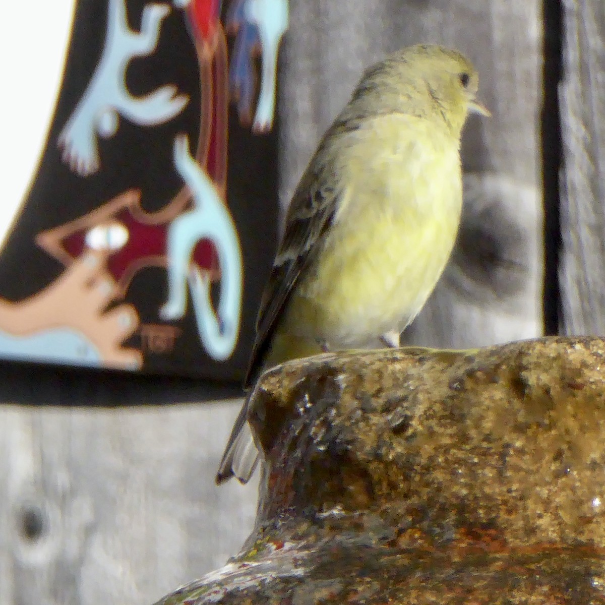 Lesser Goldfinch - ML646545328