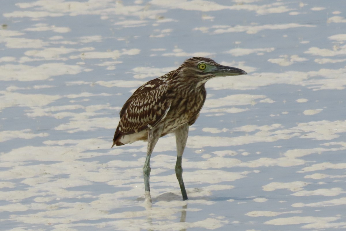Nankeen Night Heron - ML646545330