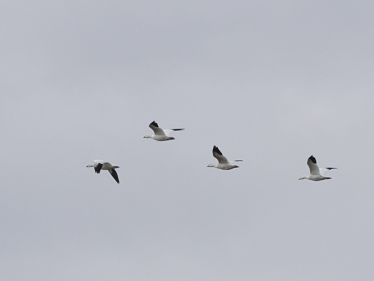 Ross's Goose - ML646545331