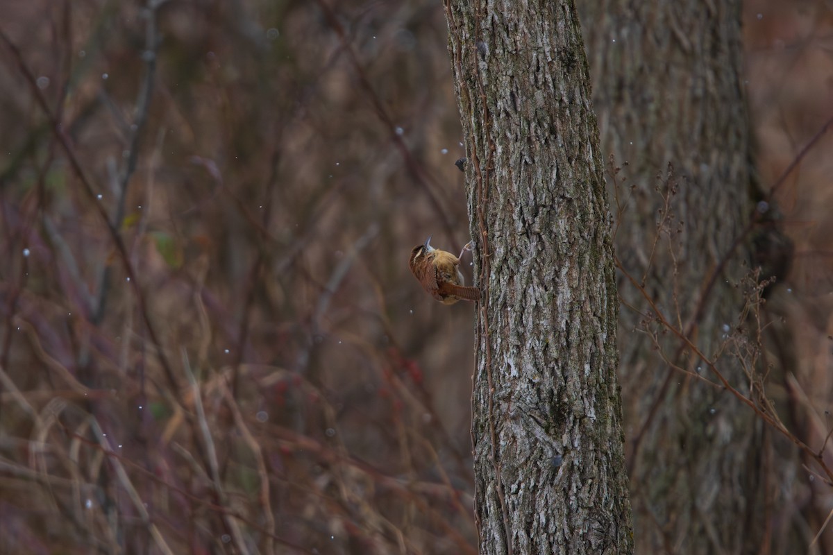 Carolina Wren - ML646545336