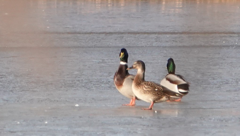 Mallard - ML646545338