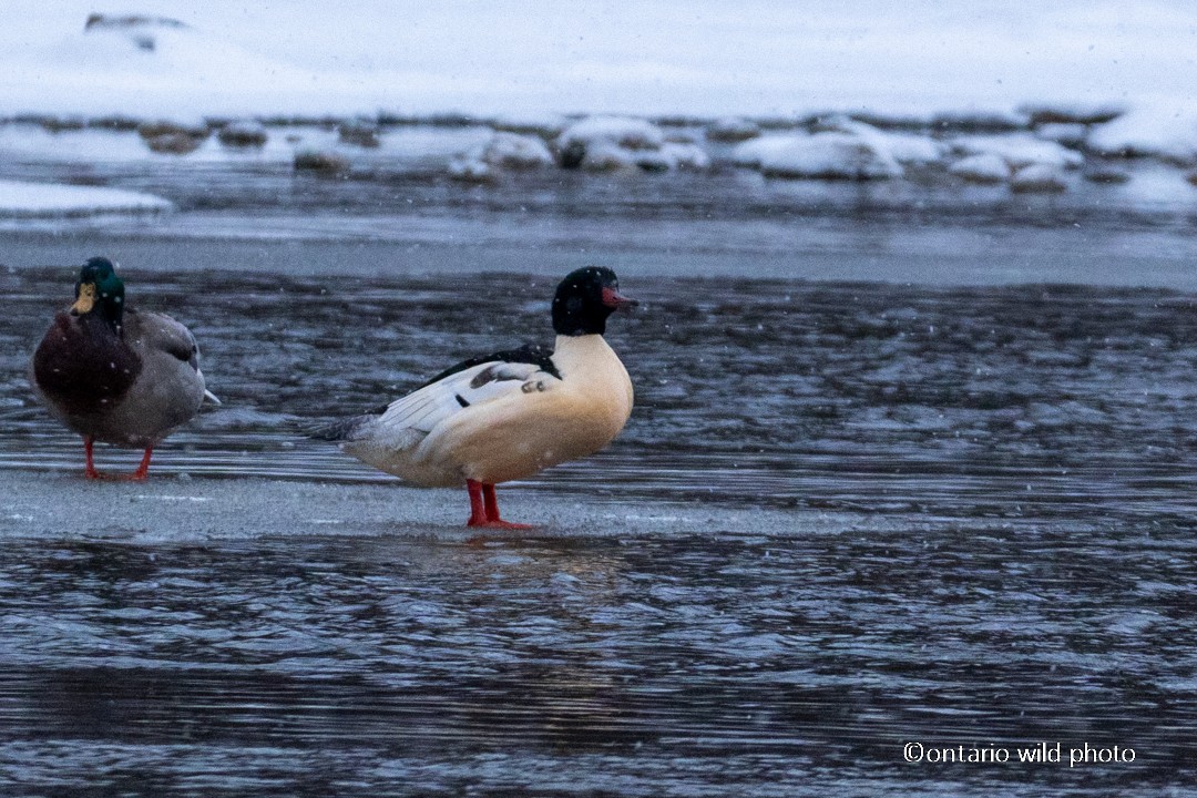 Common Merganser - ML646545339