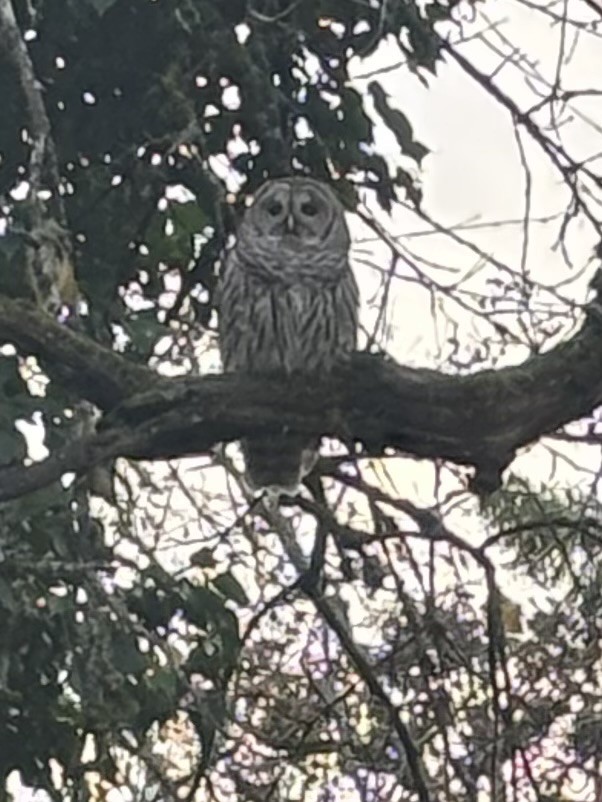 Barred Owl - ML646545340