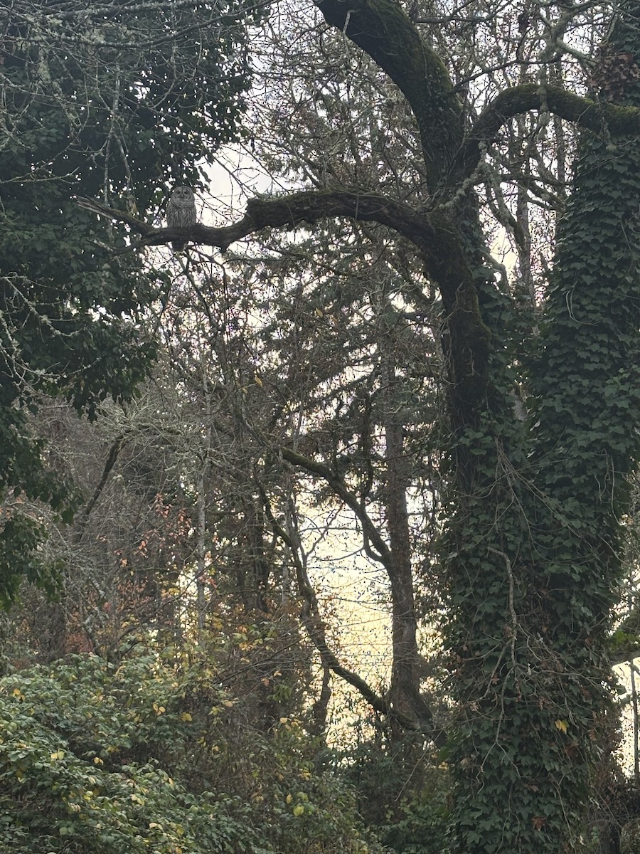 Barred Owl - ML646545341