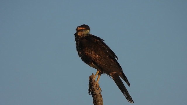 Rufous Crab Hawk - ML646545342