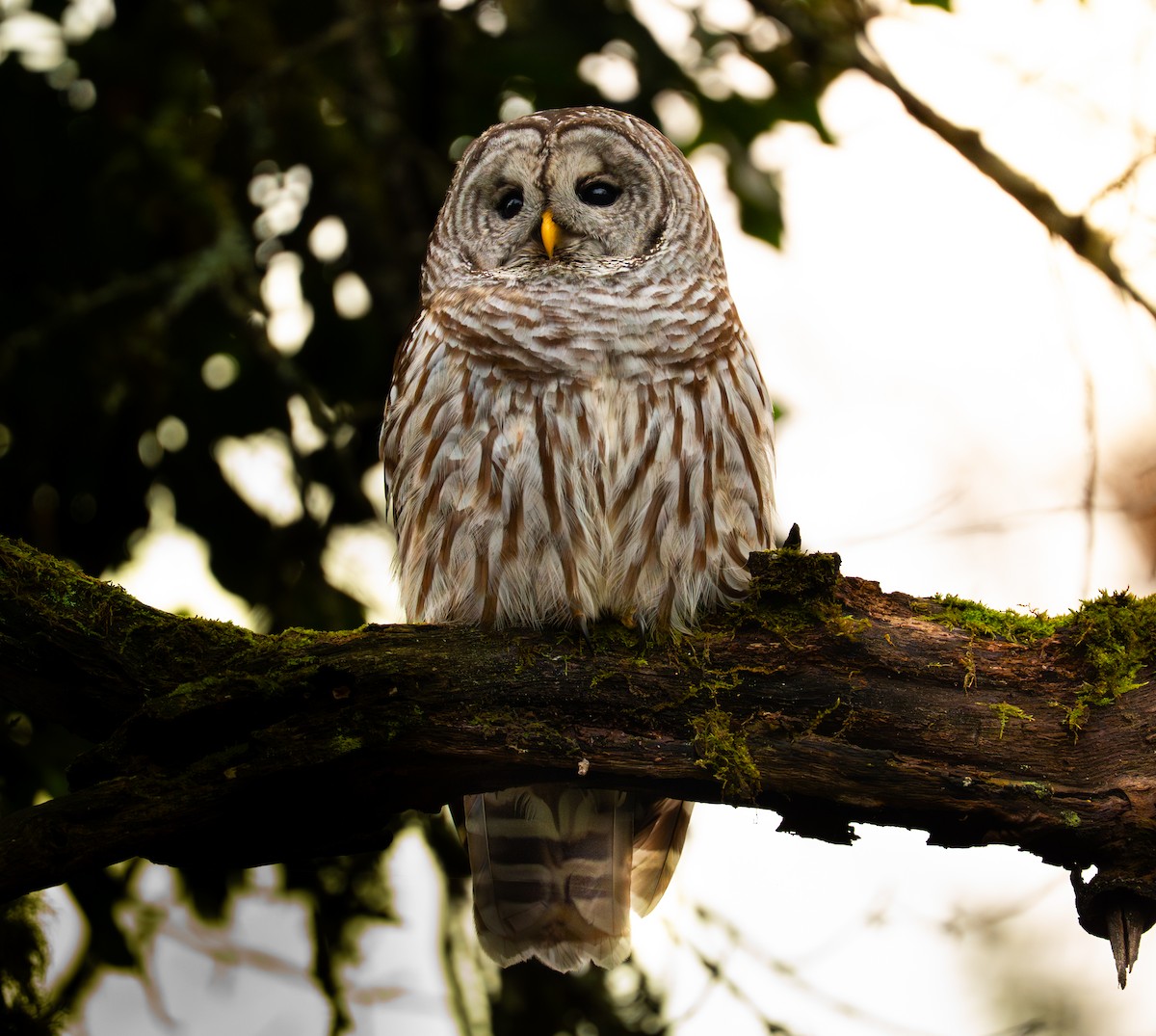 Barred Owl - ML646545343