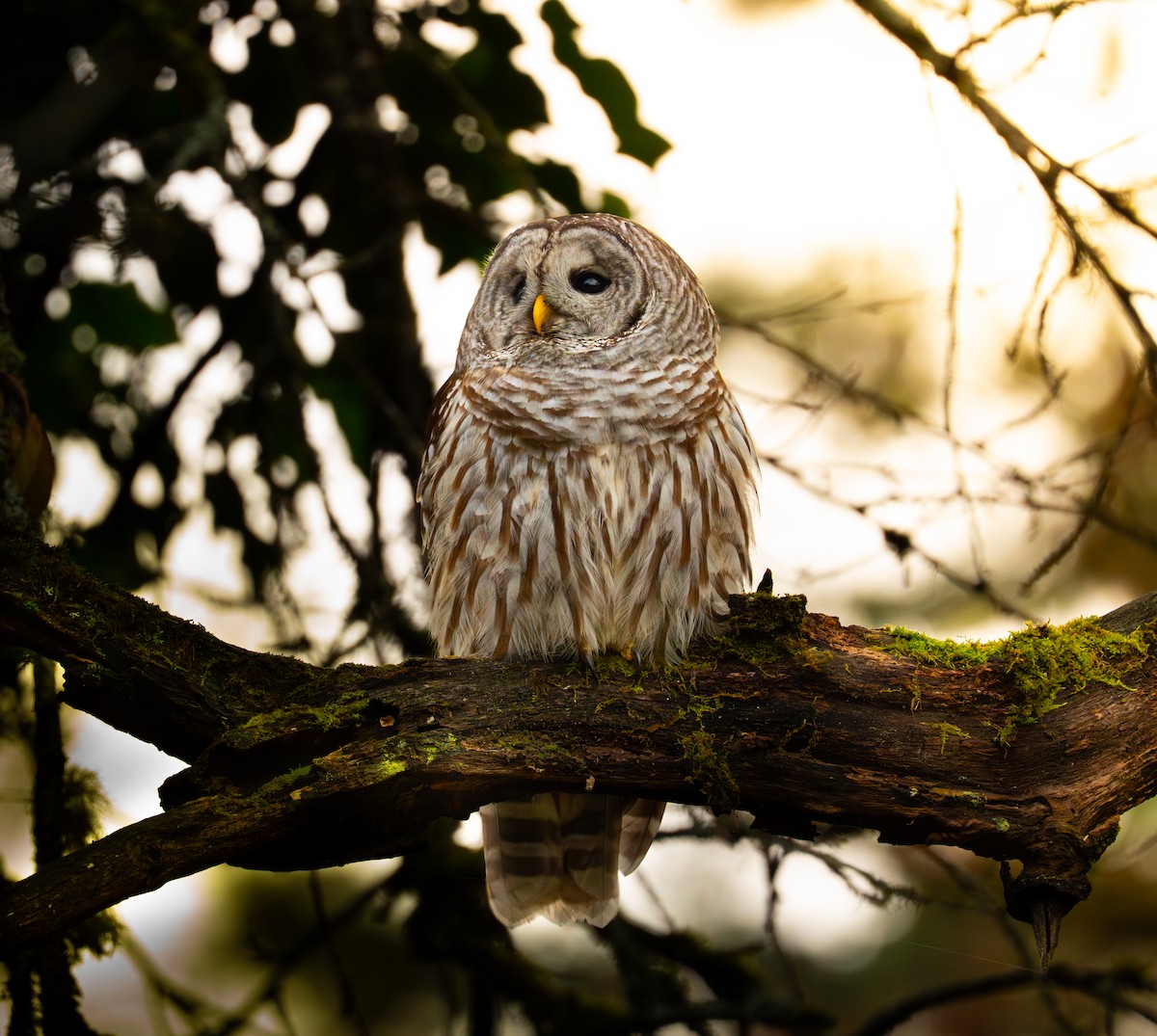 Barred Owl - ML646545344