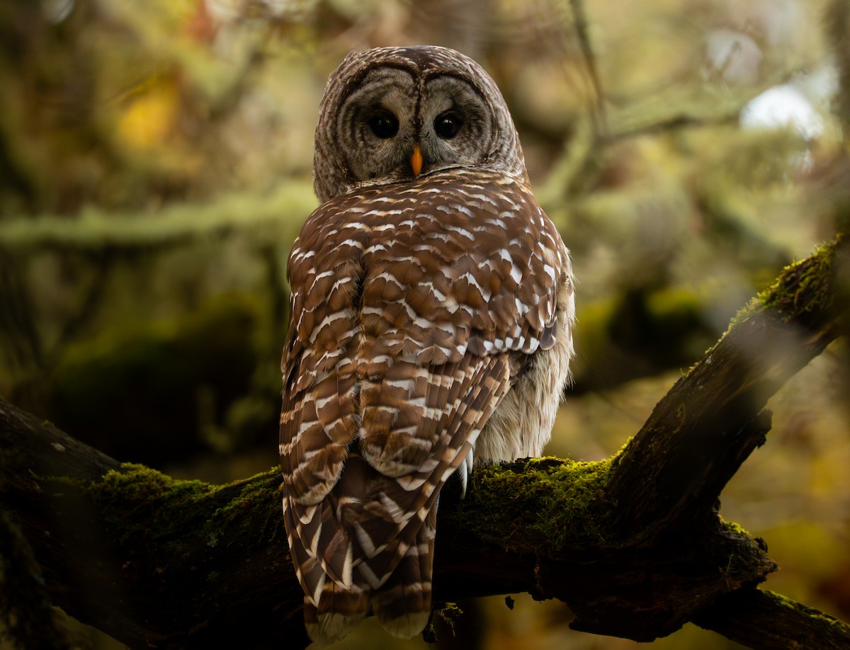 Barred Owl - ML646545345
