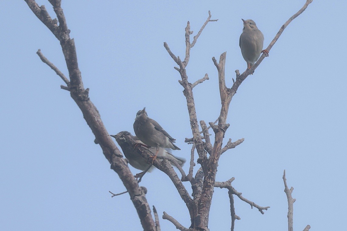 White-cheeked Starling - ML646545347