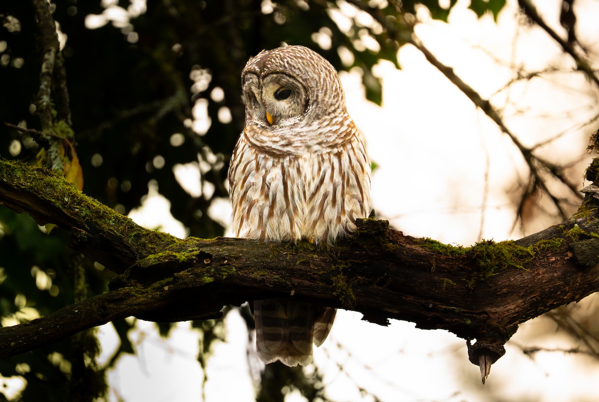 Barred Owl - ML646545348