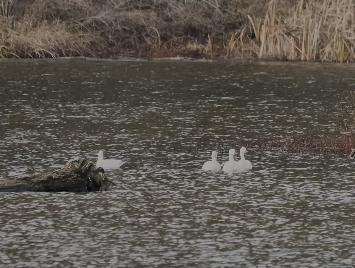 Ross's Goose - ML646545350