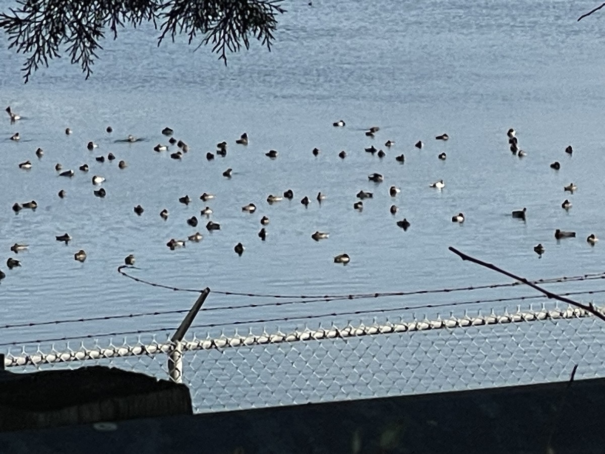 Redhead - ML646545355