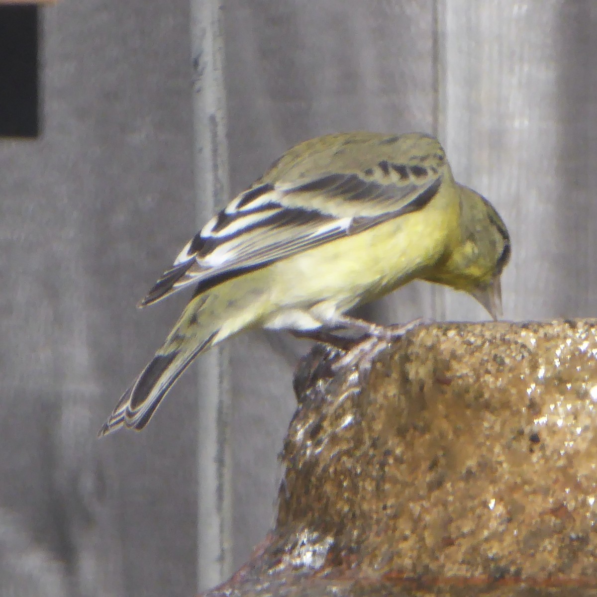 Lesser Goldfinch - ML646545356