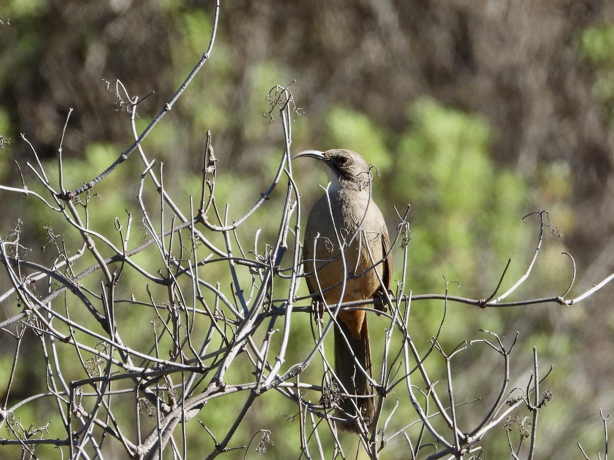 California Thrasher - ML646545358