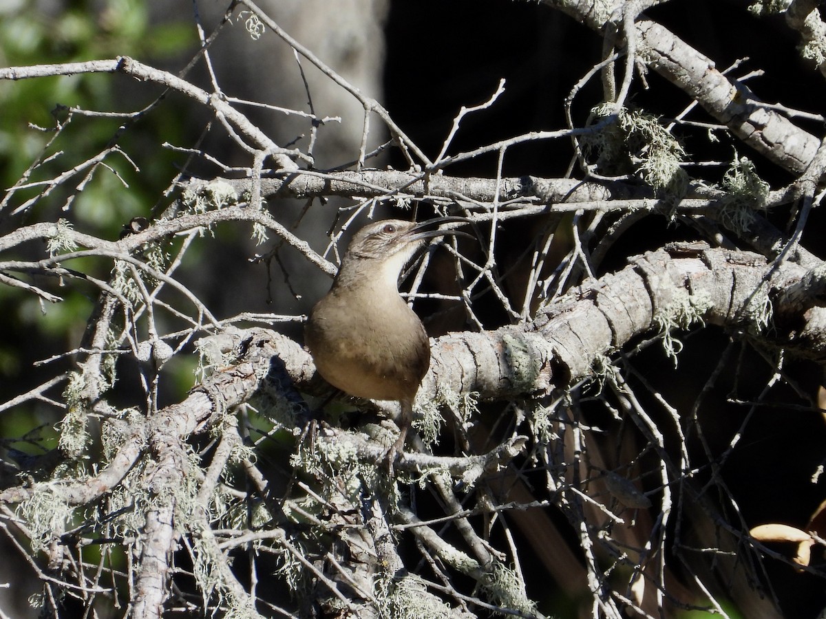 California Thrasher - ML646545359