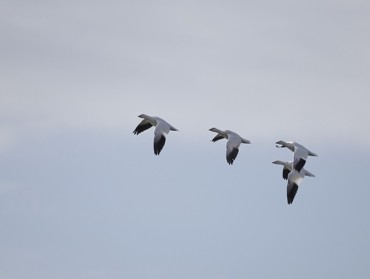 Ross's Goose - ML646545361