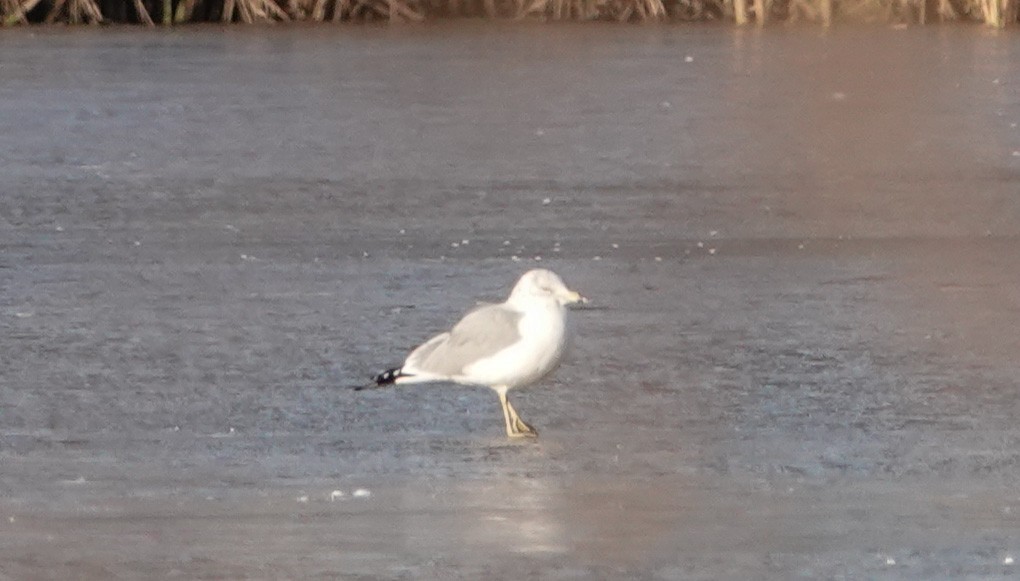 Ring-billed Gull - ML646545362