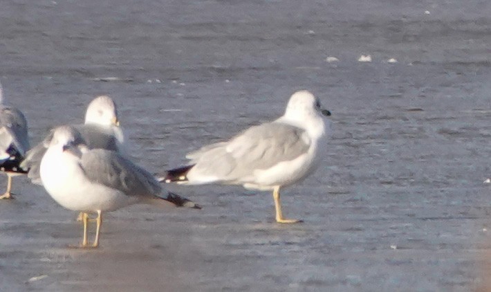 Ring-billed Gull - ML646545363