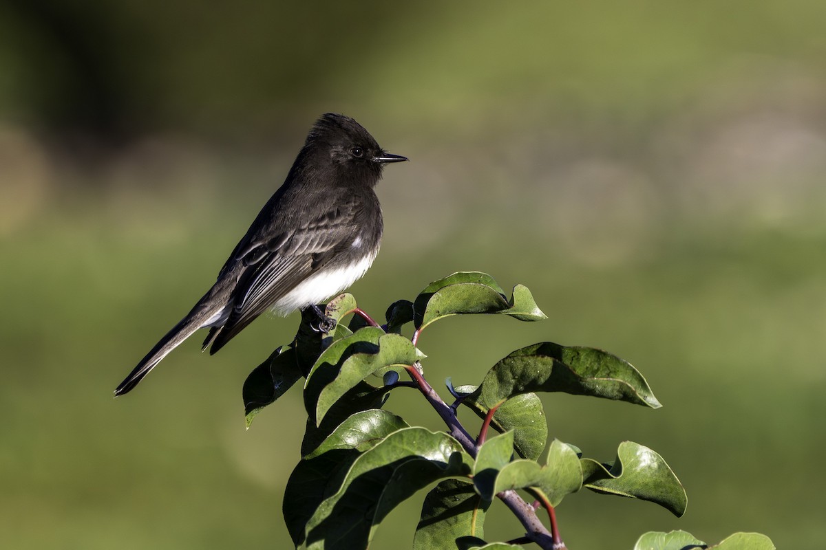 Black Phoebe - ML646545364