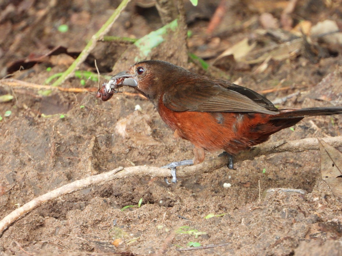 Silver-beaked Tanager - ML646545365