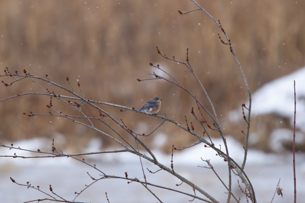 Eastern Bluebird - ML646545366