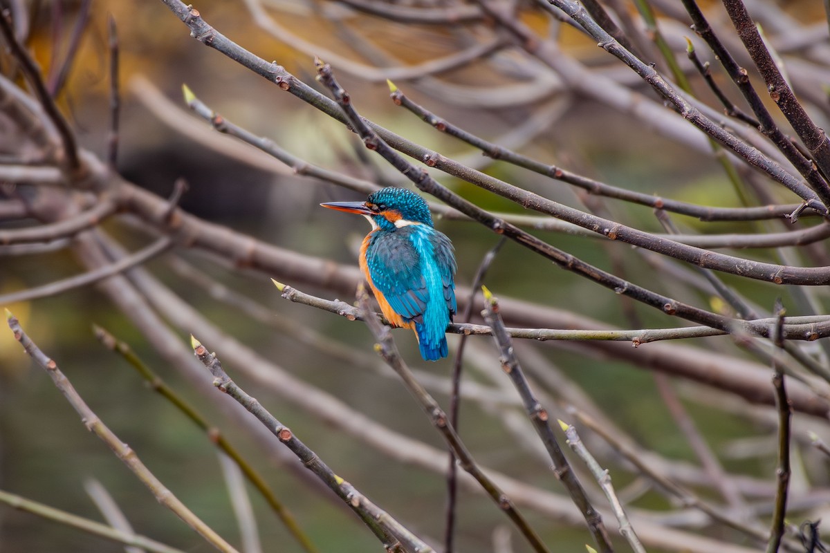 שלדג גמדי - ML646545368