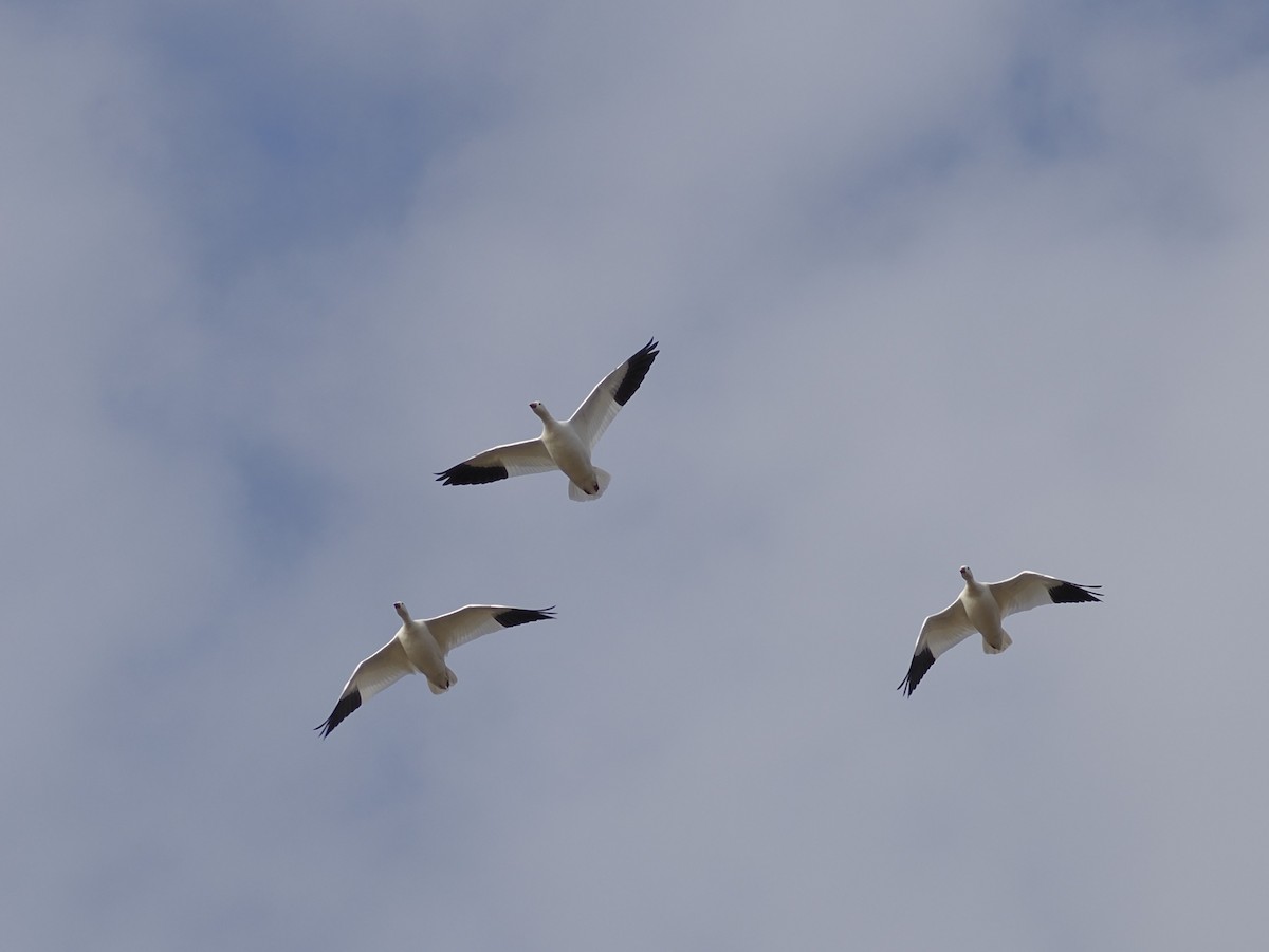 Ross's Goose - ML646545369