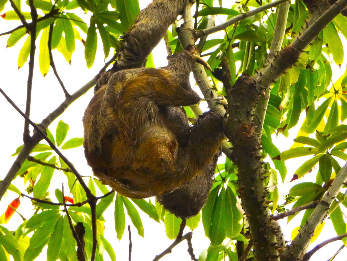 Brown-throated Three-toed Sloth - ML646545371