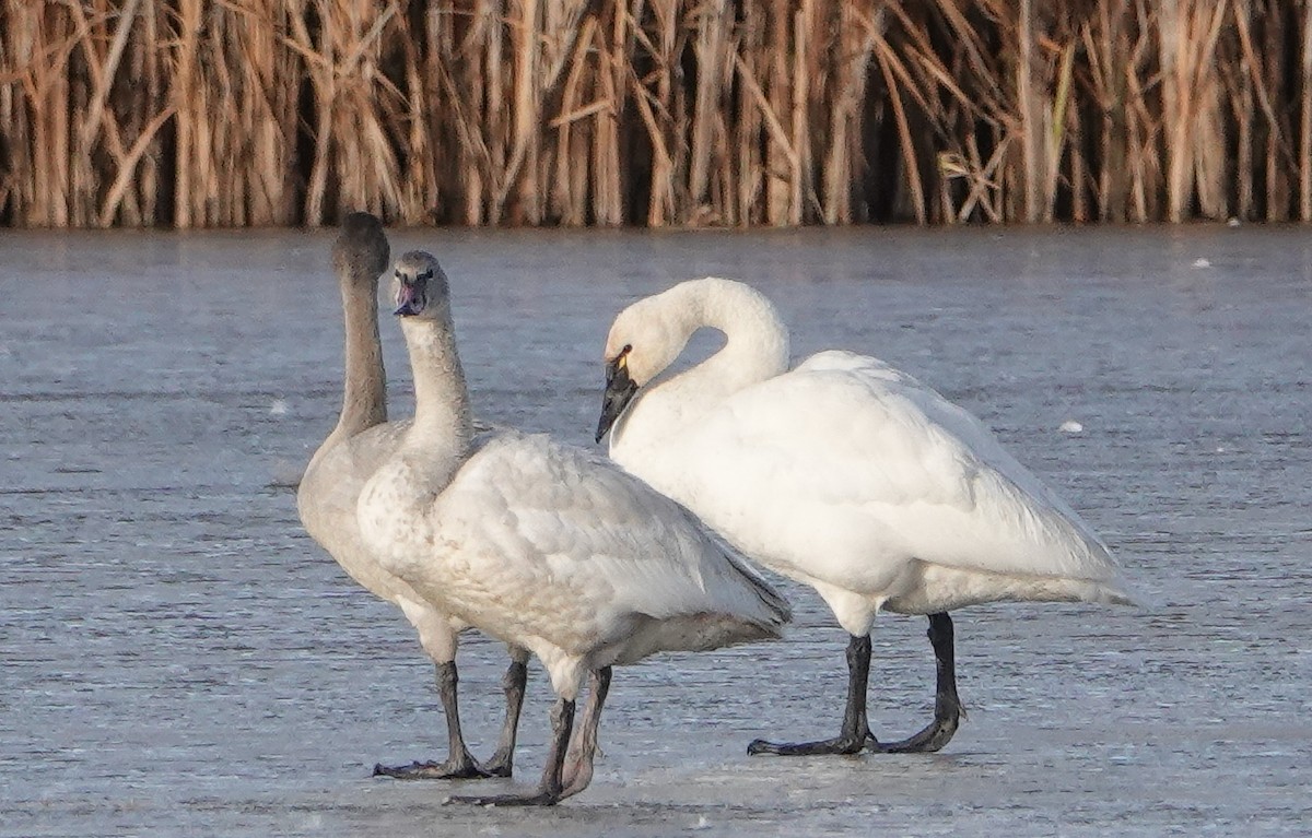 Tundra Swan - ML646545374