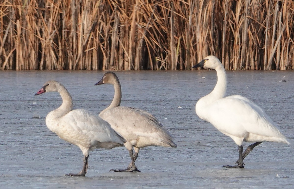 Tundra Swan - ML646545375