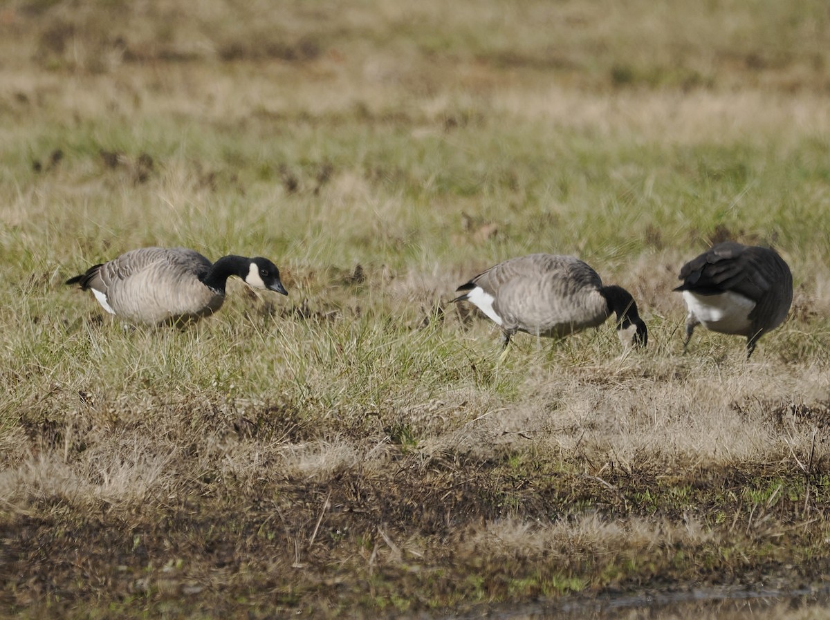 Cackling Goose - ML646545376