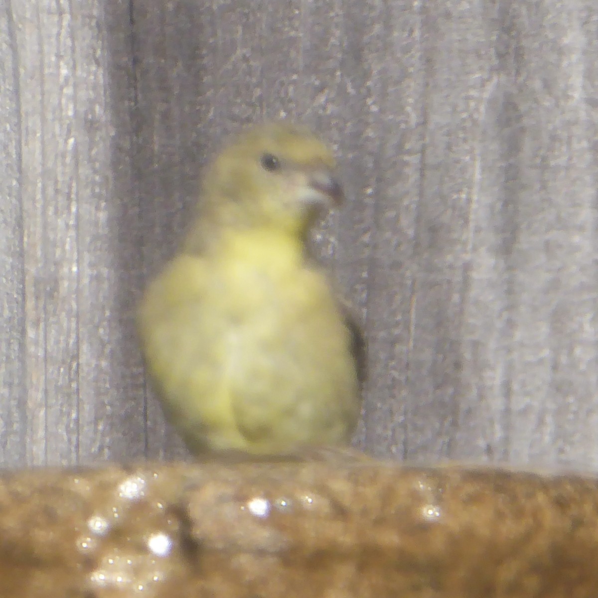 Lesser Goldfinch - ML646545379