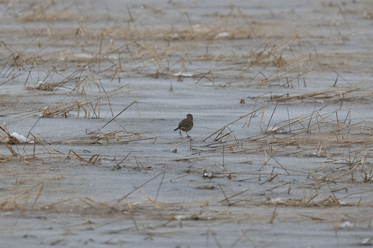 American Pipit - ML646545388